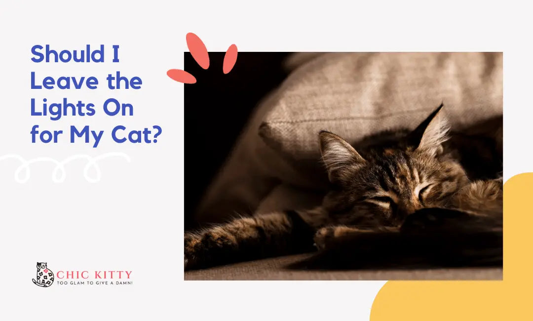 Should-I-Leave-the-Lights-On-for-My-Cat-A-Must-Read-for-Cat-Owners Chic Kitty