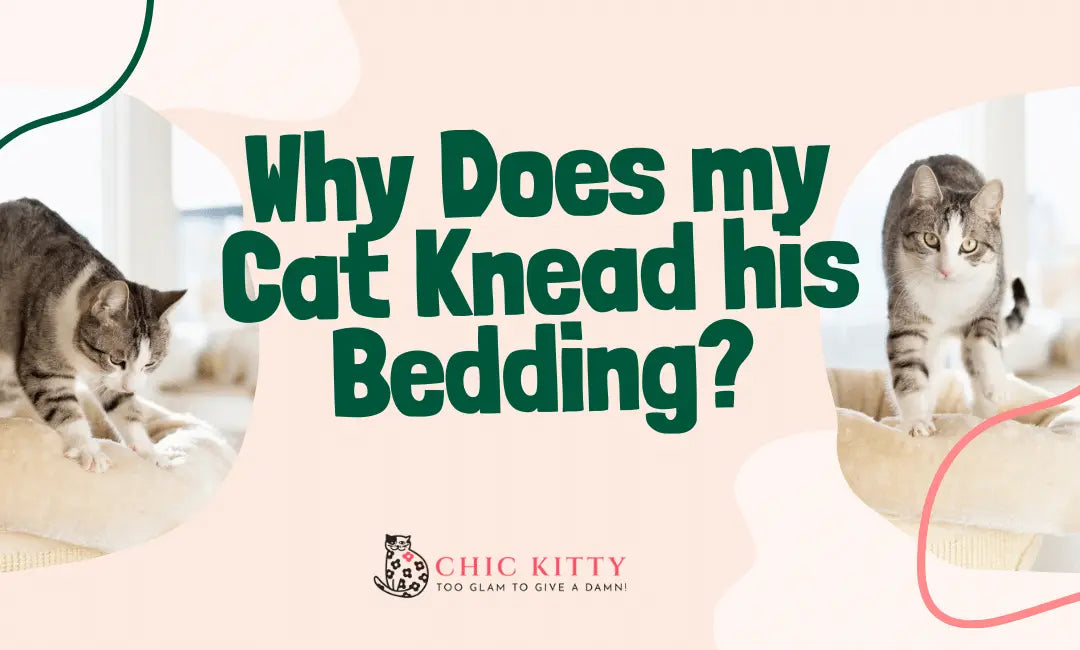 Why-Does-My-Cat-Knead-his-Bedding-And-Is-It-Normal Chic Kitty