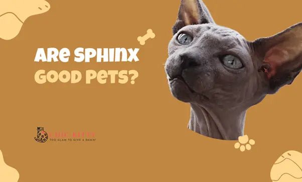 Are Sphinx Cats Good Pets? What Owners Wish They Knew - Chic Kitty