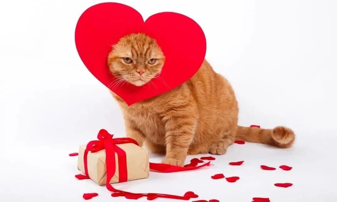Heartfelt Cat Gifts for Valentine’s Day (Without Being Tacky) - Chic Kitty