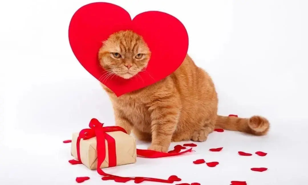 Heartfelt Cat Gifts for Valentine’s Day (Without Being Tacky) - Chic Kitty