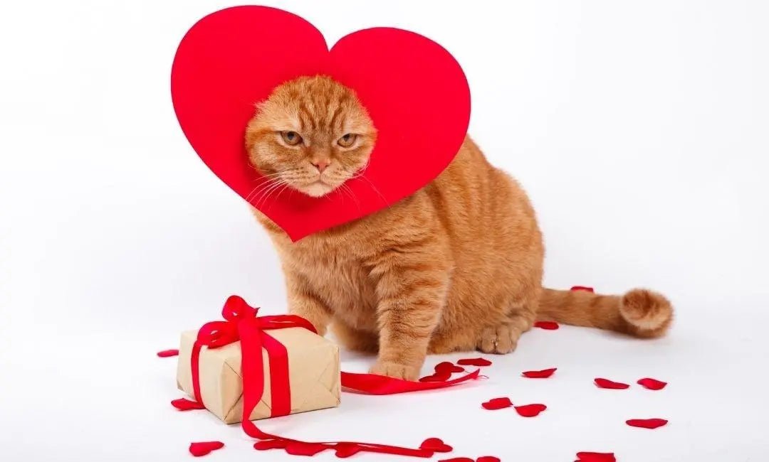 Heartfelt Cat Gifts for Valentine’s Day (Without Being Tacky) - Chic Kitty