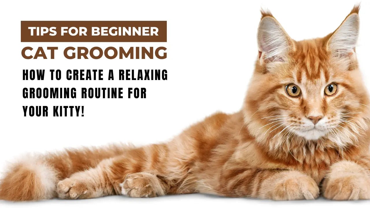 How to Create a Relaxing Cat Grooming Routine for Your Kitty? - Chic Kitty