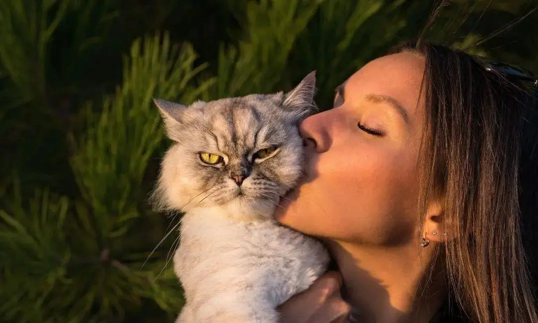 The Biology of Cat Love: How Cats Choose “Their Person” - Chic Kitty