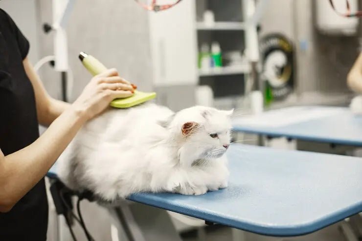 Tips For Grooming Long-Haired Cats - Chic Kitty