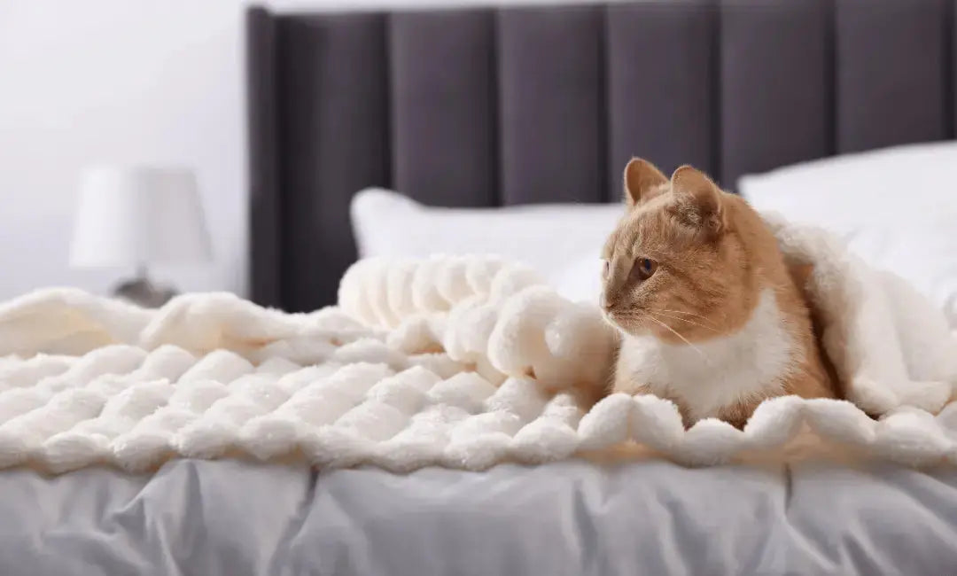 Why Cats Love Routine More Than Humans Do - Chic Kitty