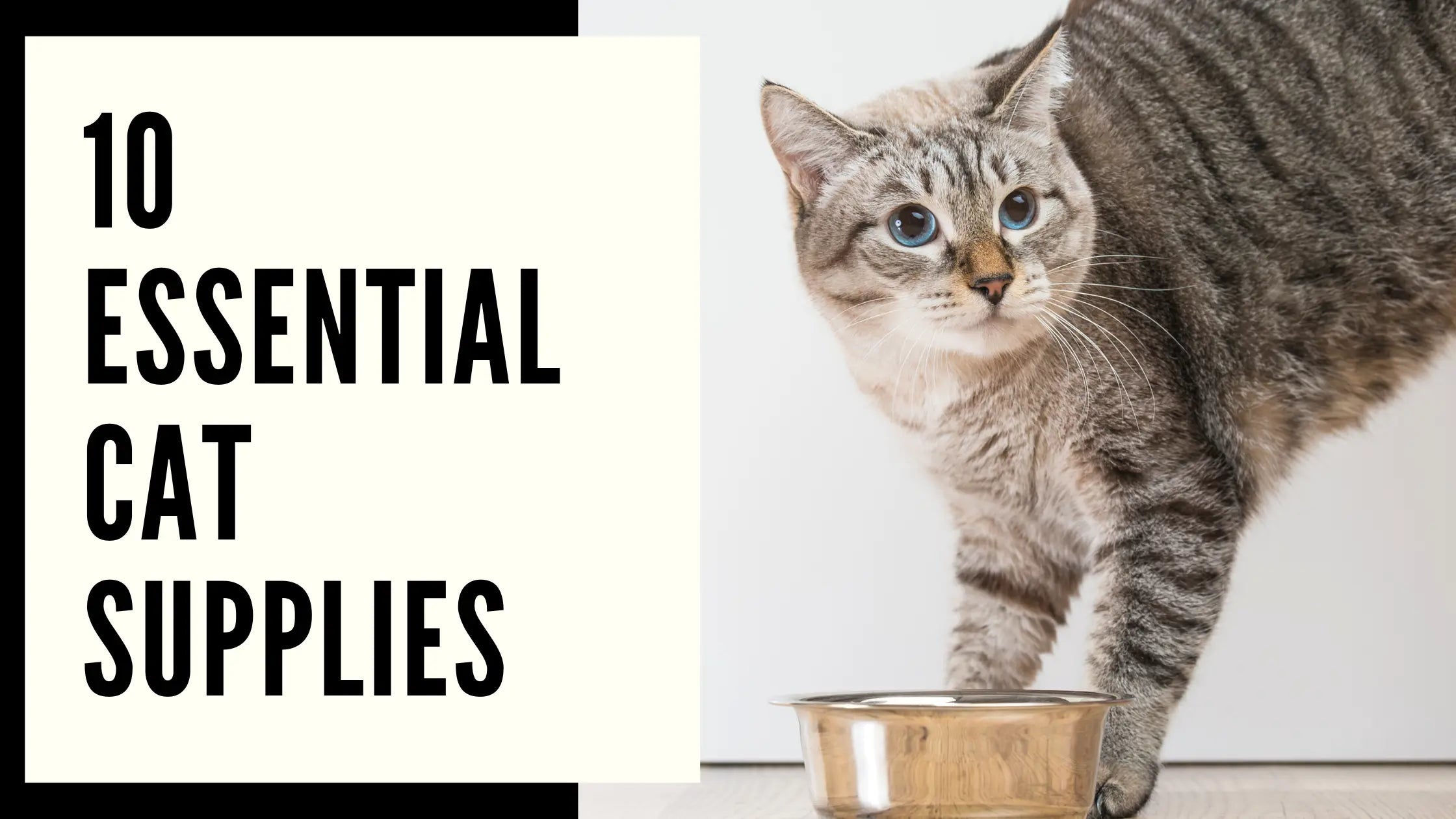 10 Essential Cat Supplies Every Feline Lover Needs Right Meow! - Chic Kitty