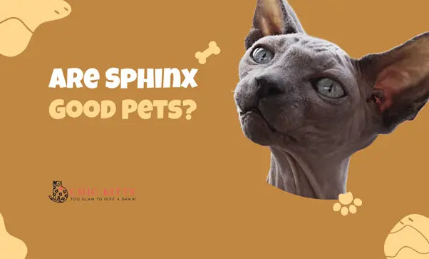 Are-Sphinx-Cats-Good-Pets-What-Owners-Wish-They-Knew Chic Kitty