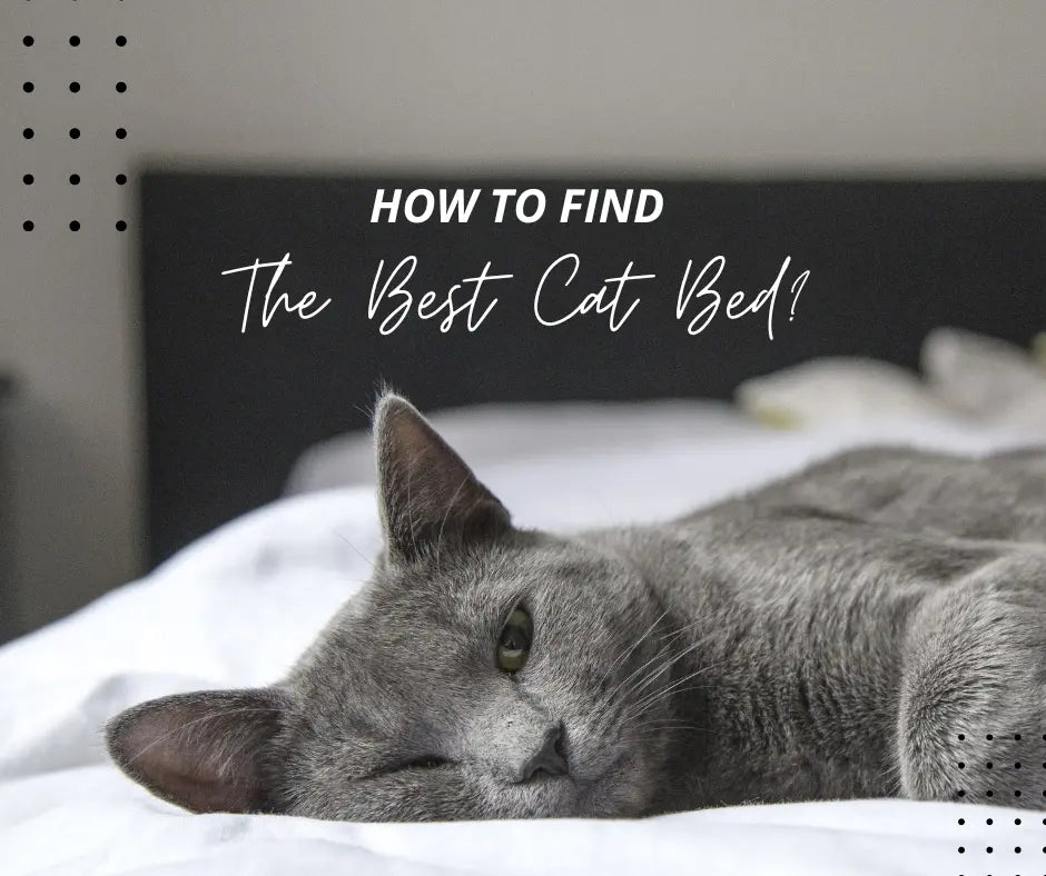 Finding the Best Cat Beds for Your Kitty - Chic Kitty