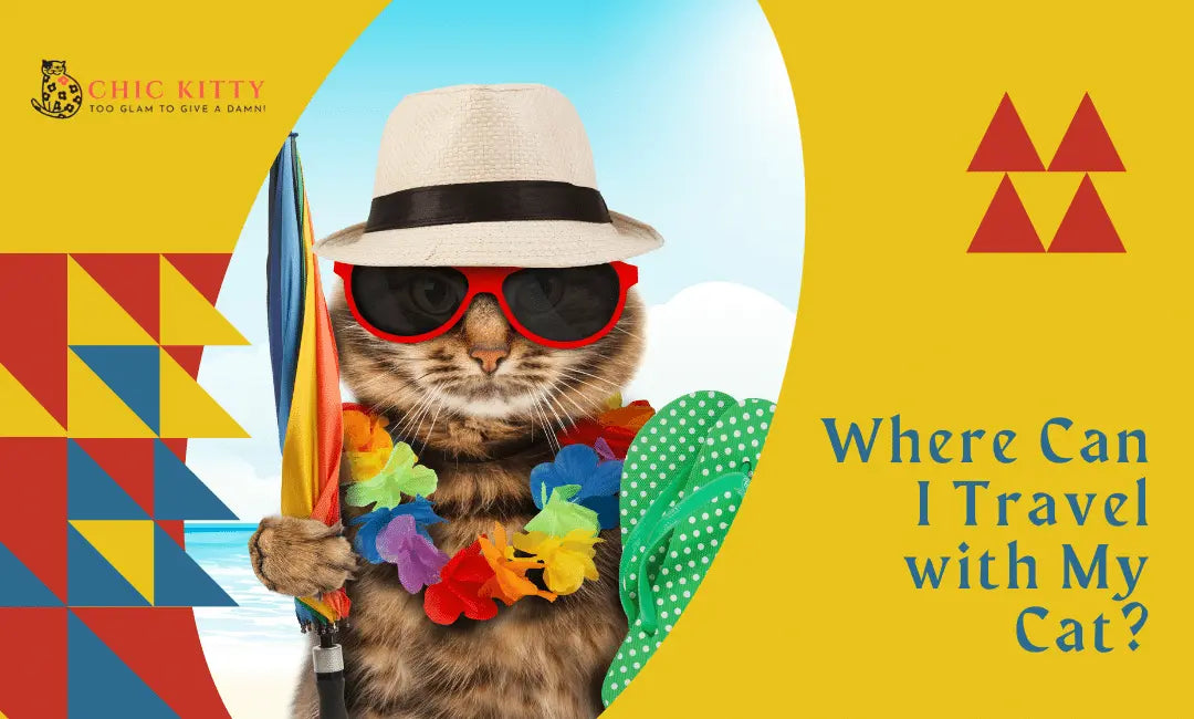 Where-Can-I-Travel-with-My-Cat-Top-Destinations-for-Feline-Adventures Chic Kitty