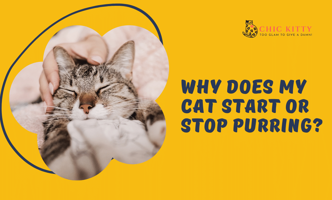 Why Does My Cat Start or Stop Purring? Surprising Reasons Revealed