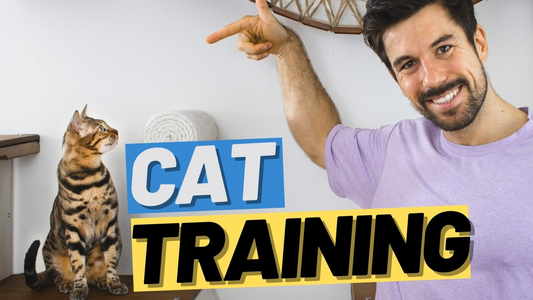 Comprehensive Training for Cat - Success & Train Your Cats - Chic Kitty