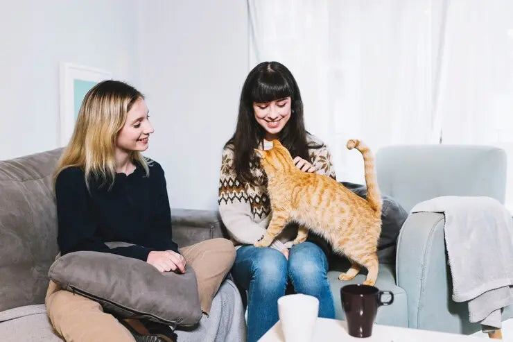 Guiding-Your-Resident-Cat-to-Welcome-a-New-Friend Chic Kitty