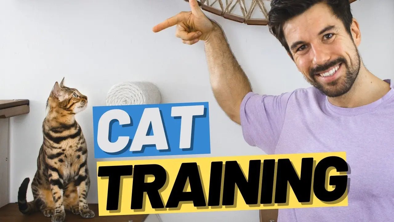 Guide to Feline Training Success & Train Your Cats - Chic Kitty