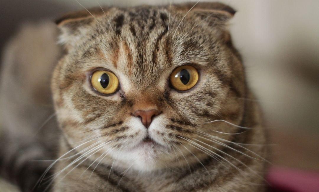 Why Cats Headbutt, Slow Blink & Knead: A Scientific Affection Guide