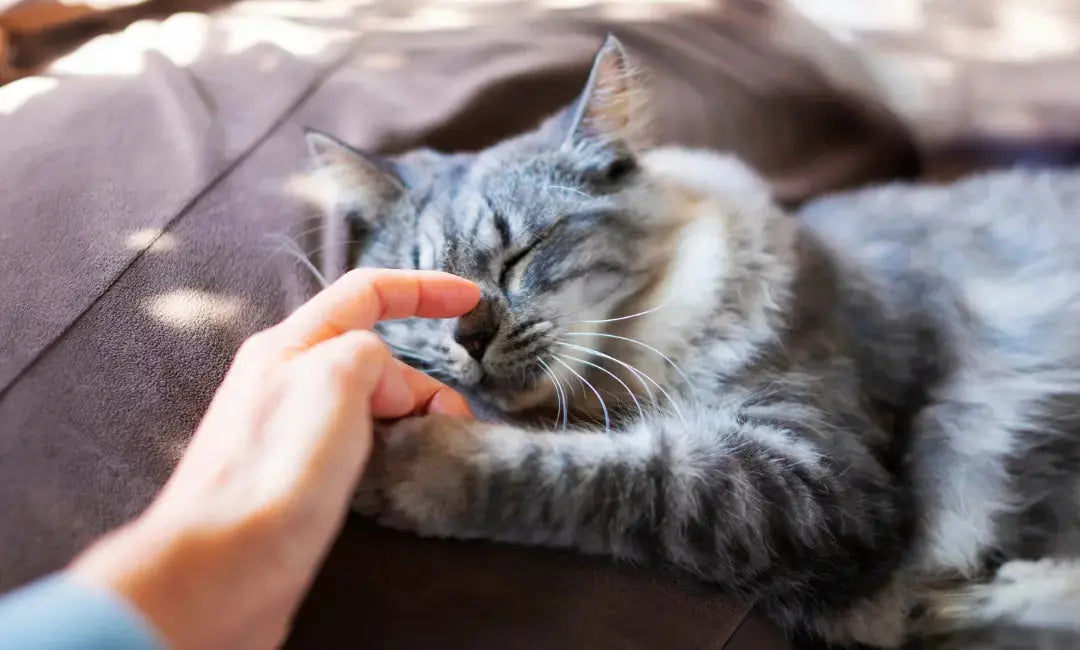 Independent or Intimate? The Truth About Cats and Affection - Chic Kitty