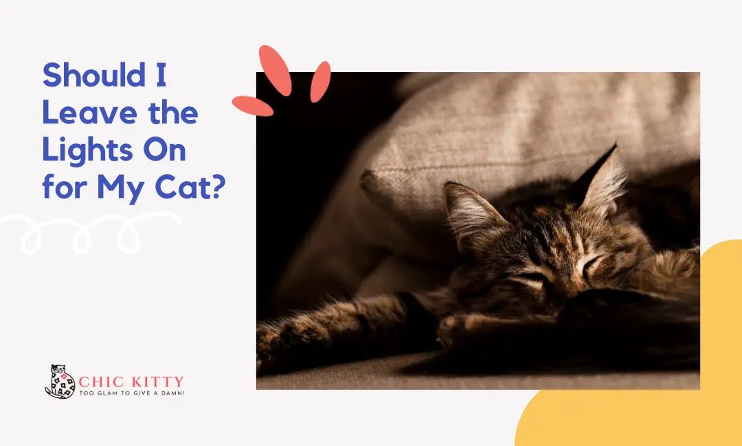 Should I Leave the Lights On for My Cat? A Must-Read for Cat Owners - Chic Kitty