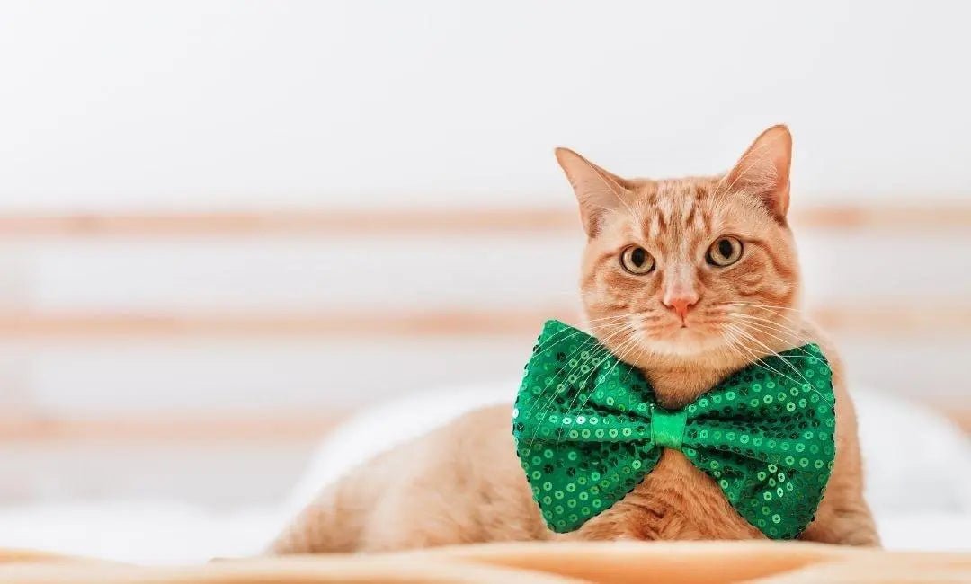 St. Patrick’s Day Beauty & Safety: Green Accessories Cats Can Actually Wear - Chic Kitty