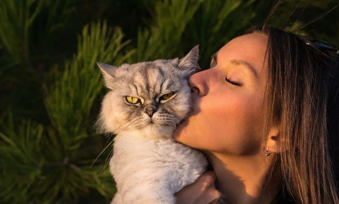 The Biology of Cat Love: How Cats Choose “Their Person” - Chic Kitty