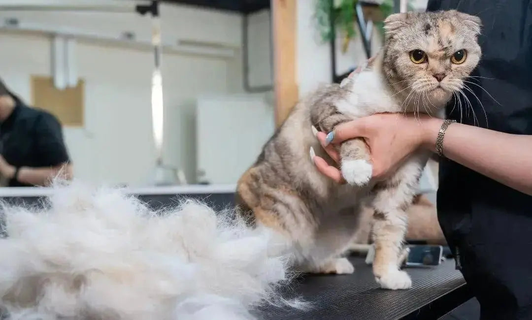 The Spring Shedding Switch: Preparing for Coat Change Season - Chic Kitty