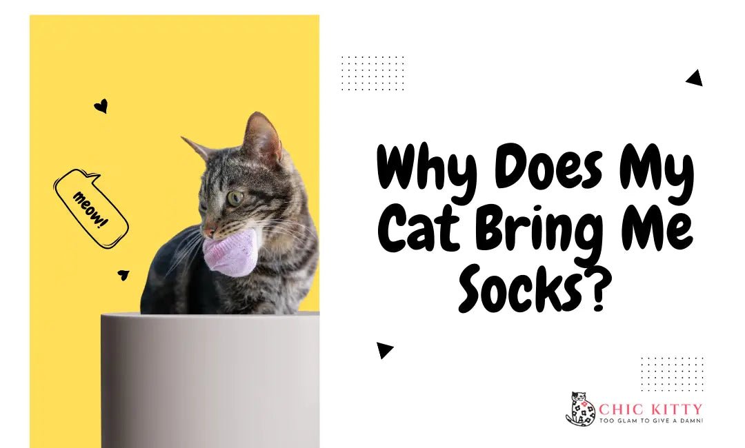 Why Does My Cat Bring Me Socks? The Surprising Reasons Behind This Quirky Behavior - Chic Kitty