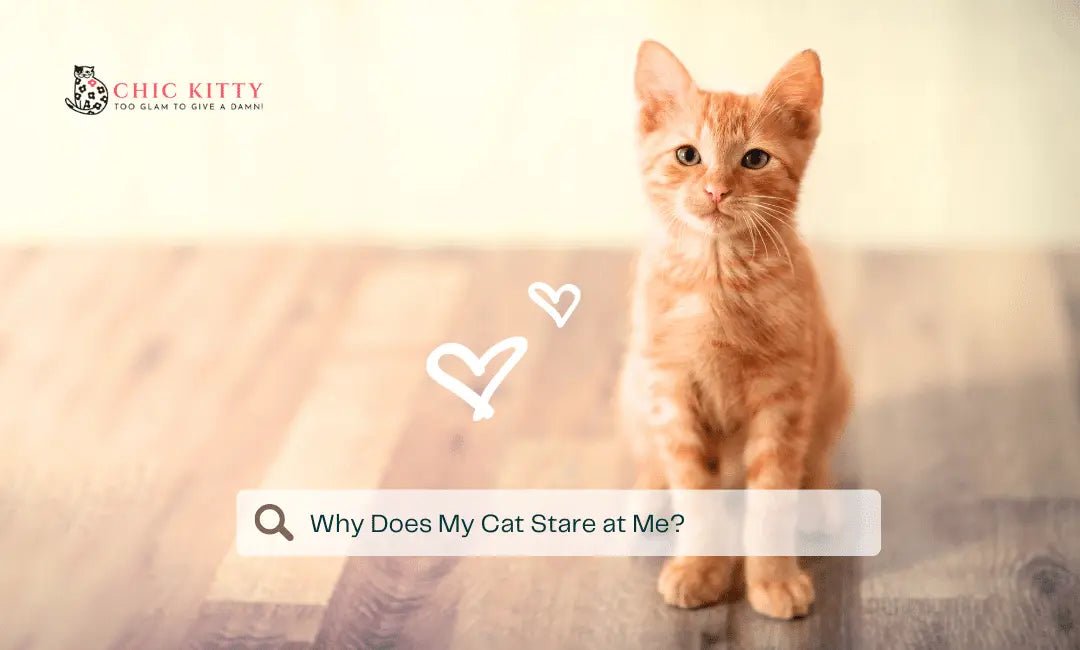Why Does My Cat Stare at Me? Is It Love, Judgment, or Something Else? - Chic Kitty
