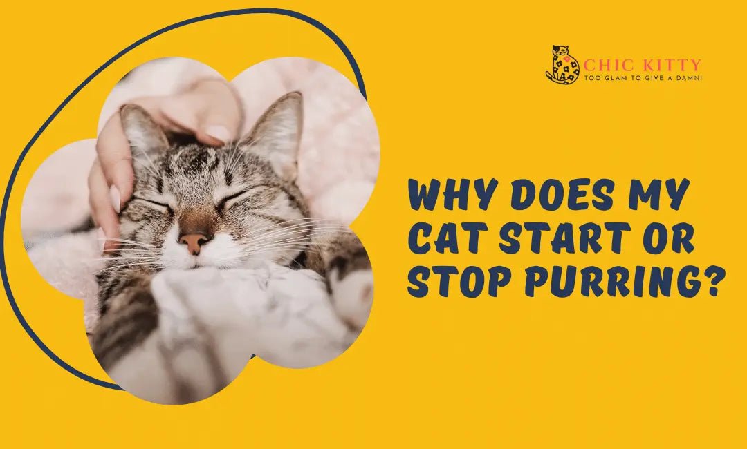 Why Does My Cat Start or Stop Purring? Surprising Reasons Revealed - Chic Kitty